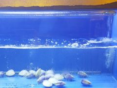 -白仁仔· 活烤海鲜 宵夜(豫园店)