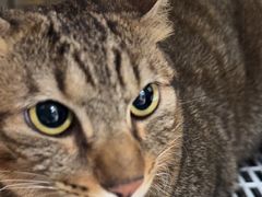 -安安宠医宠物医院·异宠·犬猫内科(岳阳分院)