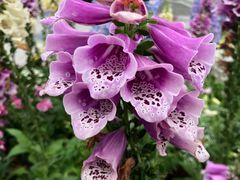 -深圳国际园林花卉博览园