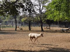 -北京麋鹿生态实验中心