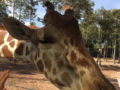 -清迈夜间动物园