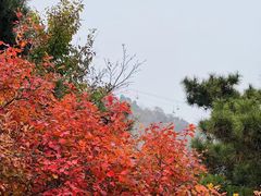 -香山公园
