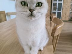 -猫的茶·猫咖