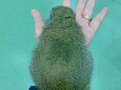 -藦茜花园宠物主题亲子互动体验馆(国顺东路店)