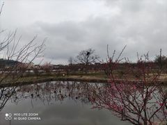 -香雪海