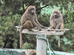 -西霞口神雕山野生动物世界