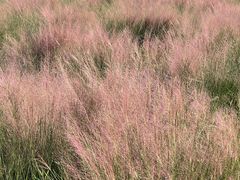 -映月湖中央公园