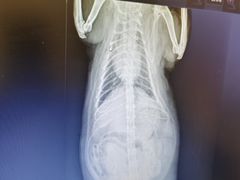 -萌兽医馆·犬猫专科·眼科中心·宠物医院(朝阳门分院)