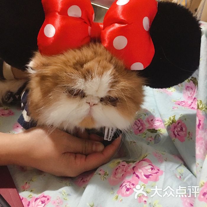 萌它宠物图片-北京宠物店-大众点评网