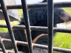 -黑瞎子岛探秘野熊园