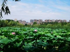 -前关湿地公园