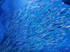 -海合安成都极地海洋公园