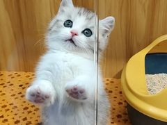 -欣宠猫屋·矮脚拿破仑·蓝金金渐层