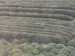 -十八棵（老龙井）御茶园(老龙井店)