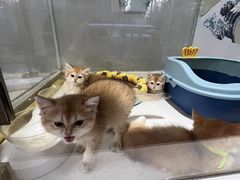 -糯米喵星人总部直营旗舰店·猫舍·幼猫出售