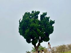 -小麦岛公园