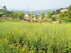 -桑洲油菜花景区