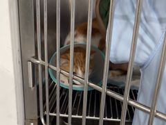 -四月宠物医院·猫专科·心脏专科·内科(转塘店)