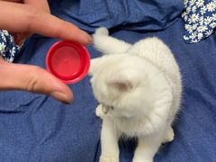 -爱佳宠物中心医院24H·CT·骨外科·猫专科(瑶海万达店)