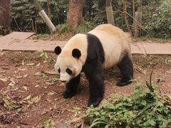 -中国大熊猫保护研究中心雅安碧峰峡基地