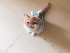 -宠爱国际动物医院· 猫科· 外科·中兽医(长白店)