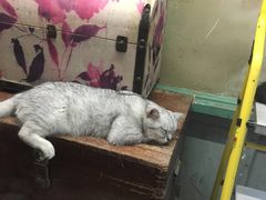 -猫咪博物馆(顶澳仔猫街店)