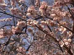 -桃花堤公园