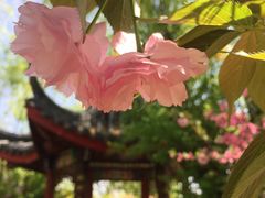 -南汇桃花村