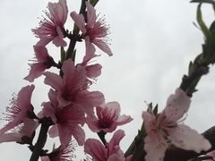 -桃花岛景观公园