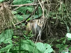 -帽儿山国家森林公园