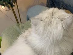 -平行世界·猫咖(首经贸店)