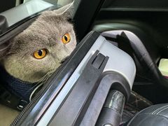 -瑞派宠物医院·犬猫全科·猫友好(宾水西道店)