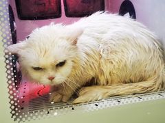 -钦宠·猫咪售卖·洗护·寄养(东圃旗舰店)