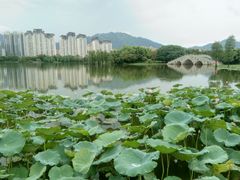 -飞来湖湿地公园