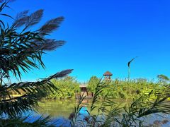 -泗洪洪泽湖湿地景区