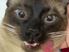 -艾贝尔宠物医院·24H转诊中心·肿瘤猫专科(江宁双龙店)