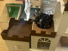 -萌喵咖啡屋(人民东路4号口M16商铺店)