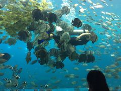-瑞德姆美人鱼海底演艺主题餐厅(亚龙湾店)