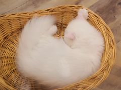 -袖虎·猫馆(体育西路店)