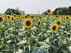 -光明小镇欢乐田园