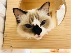 -momokira米努特·德文卷毛猫·棉花面纱犬
