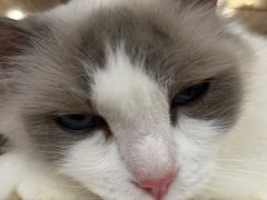 -楼上猫咖(罗湖店)