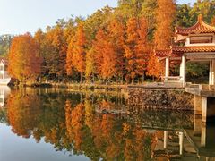 -深圳仙湖植物园