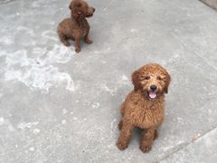 -翊宠yipet猫狗购宠庄园犬舍•猫舍