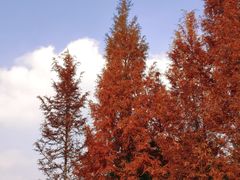 -白鹭湾湿地公园