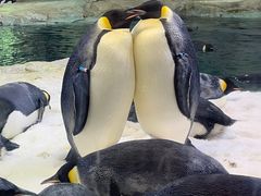 -珠海长隆海洋王国