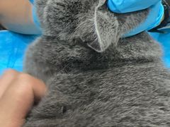 -伟伟宠物医院·CT影像中心·瑞派犬猫综合性门诊(汉口总院)