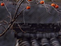 -四明山国家森林公园