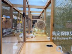 -帕帕拉兹宠物(亚洲旗舰店)