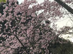 -阿里山神木遗迹